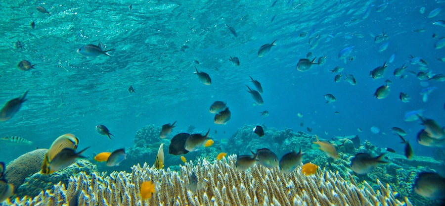 Underwater Scooters: Everything You Need to Know. We see the bottom of an ocean with tropical fish swimming above a reef. The water is blue and you can see sunshine lighting the area.