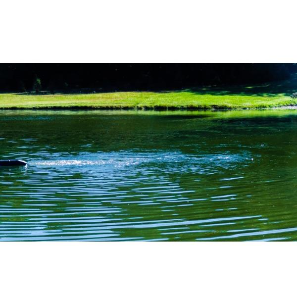 The Bearon Aquatics Flo-Gen floats in a pond. In this image only the rear of the black float is visible. You can see the that the thrust is moving water behind the Flo-Gen aerator.